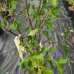 Mini slivka stĺpovitá (Prunus domestica) ´GOLD DUST´ - výška 110-140 cm, kont.C10L, obvod kmeňa: 8/10 cm, stredne skorá